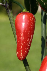 Jalapeño Fooled You